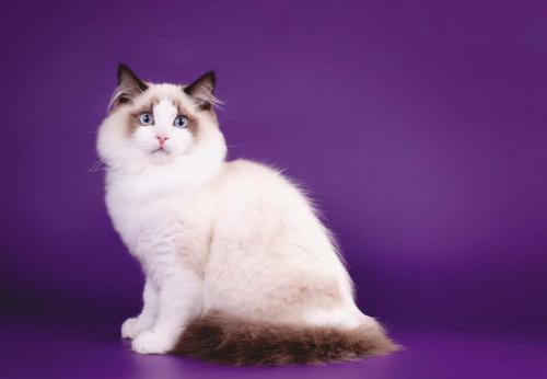 Ласковая кошка. 30 самых милых и ласковых пород кошек