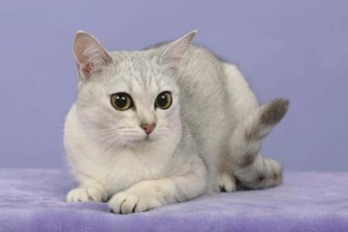 Ласковая кошка. 30 самых милых и ласковых пород кошек