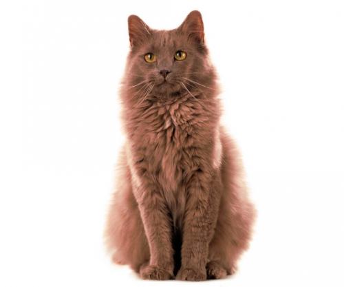 Ласковая кошка. 30 самых милых и ласковых пород кошек