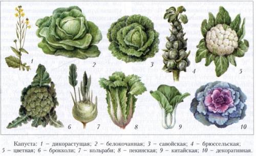 Капуста род. Представители семейства Крестоцветные