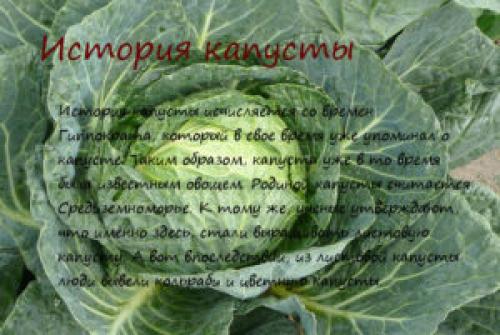 Капуста -- википедия. История капусты