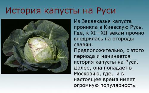 Капуста -- википедия. История капусты