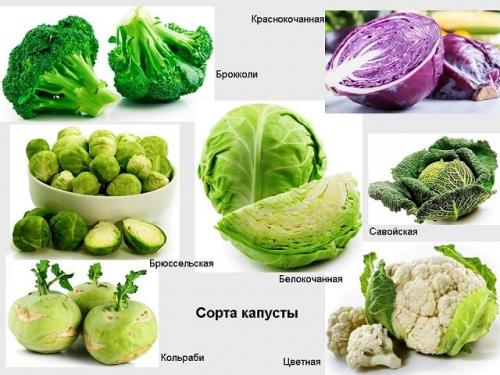 Капуста род. Представители семейства Крестоцветные
