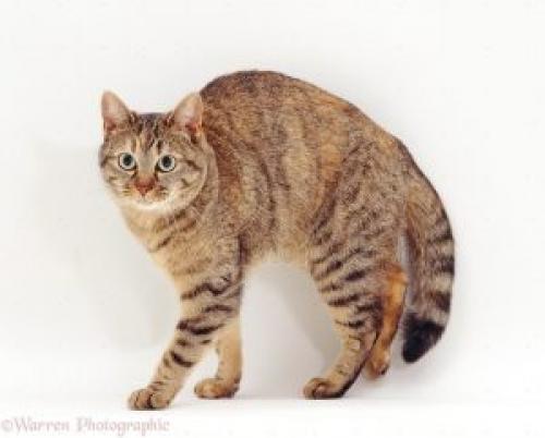 Внезапная агрессия у кошки, что делать. Реакция на опасность или испуг