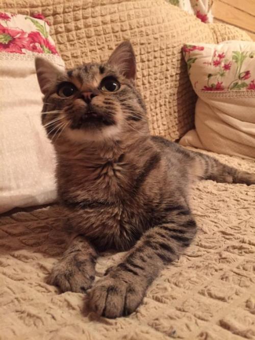 Внезапная агрессия у кошки без причины.. На вас напала ваша кошка? Узнайте, почему! Причины агрессии кошек направленной на хозяина