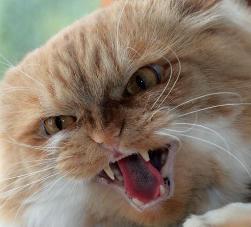 Внезапная агрессия у кошки без причины.. На вас напала ваша кошка? Узнайте, почему! Причины агрессии кошек направленной на хозяина 04 Внезапная агрессия у кошки без причины.. На вас напала ваша кошка? Узнайте, почему! Причины агрессии кошек направленной на хозяина 04