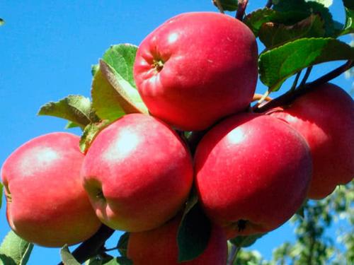Яблоня зимние сорта. Яблоня – лучшие зимние сорта
