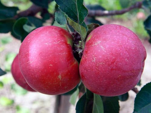 Яблоня зимние сорта. Яблоня – лучшие зимние сорта