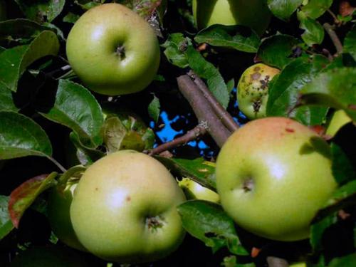 Яблоня зимние сорта. Яблоня – лучшие зимние сорта