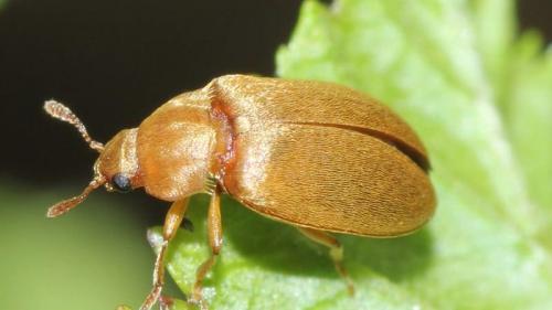 Можно ли использовать химические средства для борьбы с вредителями малины весной. Как правильно проводить обработку малины весной от болезней и вредителей, какие средства применять