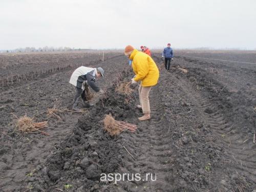 Улучшение урожайности малины: основные агротехнические мероприятия 02 Улучшение урожайности малины: основные агротехнические мероприятия 02