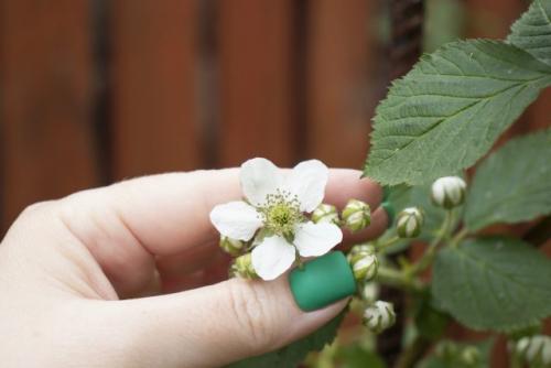 Какие агротехнические мероприятия могут помочь сохранить почву и воду при выращивании малины.  Оперативная реакция на проблемы