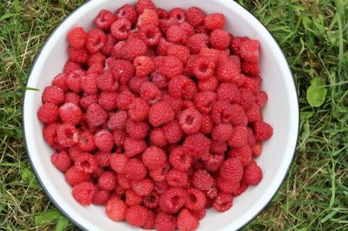Как определить, что малина готова к сбору весной. Как правильно и быстро собирать малину, сроки сбора урожая