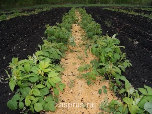 Улучшение урожайности малины: основные агротехнические мероприятия 03 Улучшение урожайности малины: основные агротехнические мероприятия 03