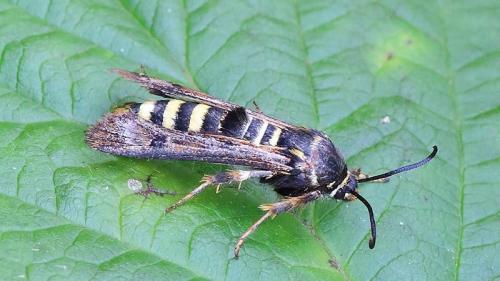 Можно ли использовать химические средства для борьбы с вредителями малины весной. Как правильно проводить обработку малины весной от болезней и вредителей, какие средства применять