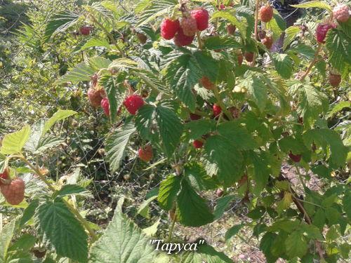 Улучшение урожайности малины: основные агротехнические мероприятия 01 Улучшение урожайности малины: основные агротехнические мероприятия 01