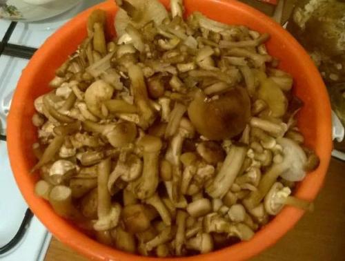 Маринад для опят на 1 литр воды. Как быстро и вкусно замариновать лесные опята — 5 простых рецептов маринованных опят на зиму