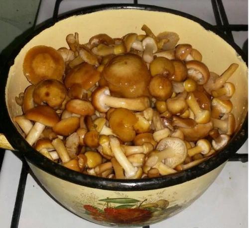 Маринад для опят на 1 литр воды. Как быстро и вкусно замариновать лесные опята — 5 простых рецептов маринованных опят на зиму