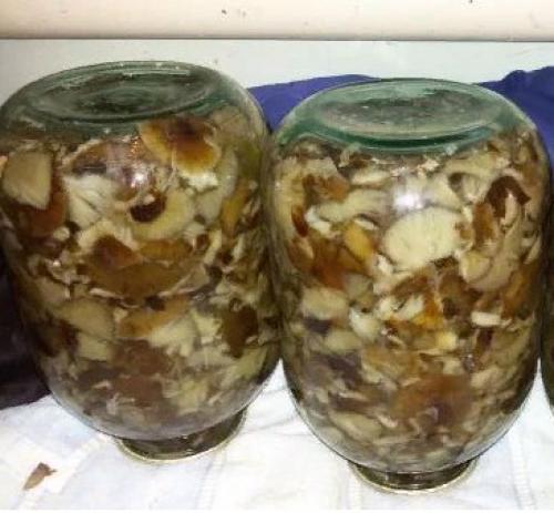Маринад для опят на 1 литр воды. Как быстро и вкусно замариновать лесные опята — 5 простых рецептов маринованных опят на зиму