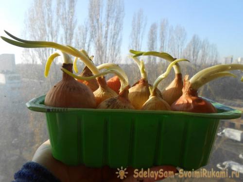 Почему не всходит лук на зелень. Посадочный материал и сроки получения урожая