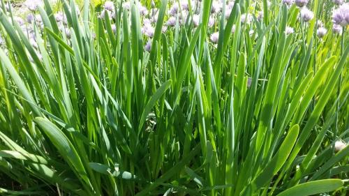 Через сколько всходит лук на зелень. Лучшие сорта семян лука на зелень и алгоритм выращивания