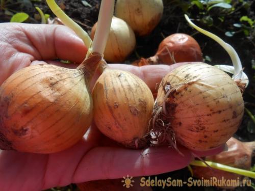 Почему не всходит лук на зелень. Посадочный материал и сроки получения урожая