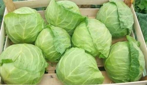 Как хранить капусту в домашних условиях в квартире. 7 способов хранения капусты в домашних условиях