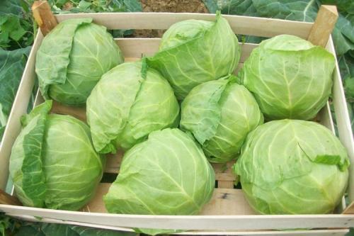 Как сохранить капусту на зиму. Лучшие способы хранения капусты на зиму в погребе и в домашних условиях