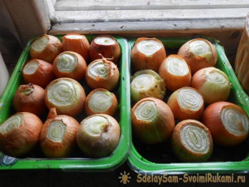 Почему не всходит лук на зелень. Посадочный материал и сроки получения урожая