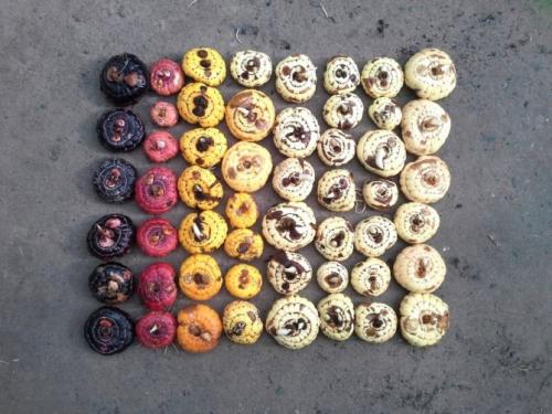 Когда выкапывать гладиолусы, если они не цвели. Когда выкапывать гладиолусы осенью на зиму после цветения на Урале и в средней полосе России?