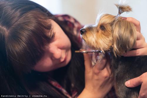 Стрижка кошек последствия. Стричь без ущерба и знать зоопсихологию