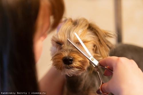 Стрижка кошек последствия. Стричь без ущерба и знать зоопсихологию