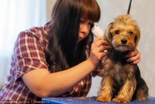 Стрижка кошек последствия. Стричь без ущерба и знать зоопсихологию