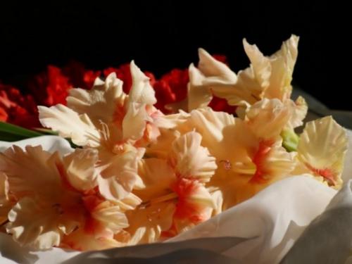 Когда выкапывать гладиолусы, если они не цвели. Когда выкапывать гладиолусы осенью на зиму после цветения на Урале и в средней полосе России?