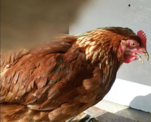 Куры хрипят лечение народными средствами. 15 причин, почему куры чихают, хрипят, кашляют и что делать