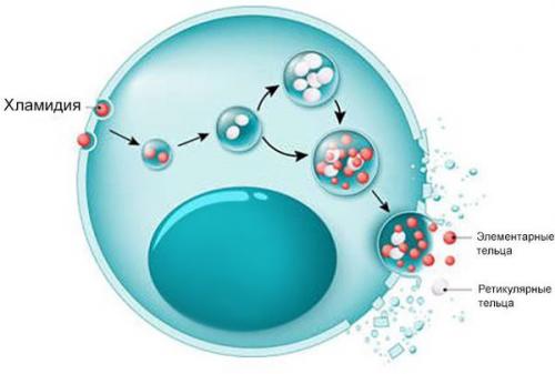 Почему куры икают. Причины эпилепсии 02