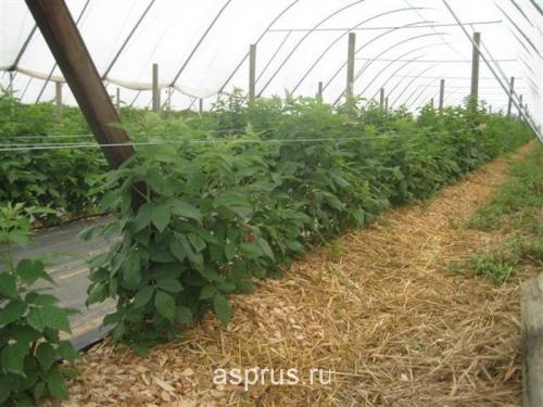 Урожайная малина: секреты выращивания крупных и сладких ягод 02 Урожайная малина: секреты выращивания крупных и сладких ягод 02