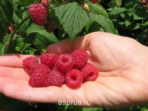 Урожайная малина: секреты выращивания крупных и сладких ягод 03 Урожайная малина: секреты выращивания крупных и сладких ягод 03
