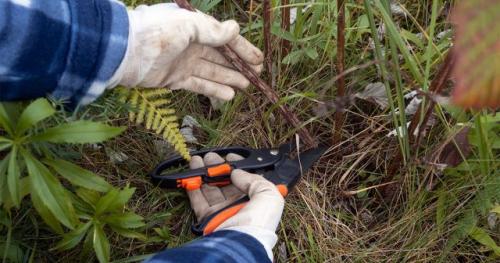 Как обеспечить оптимальную защиту малины от вредителей и болезней. Подготовка кустарника к обработке