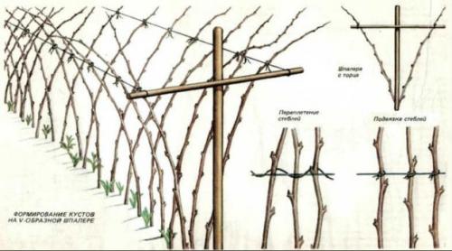 Надо ли заливать малину на зиму. Обрезка малины