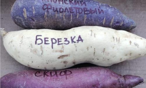 Просто и эффективно: советы по хранению батата зимой 04 Просто и эффективно: советы по хранению батата зимой 04