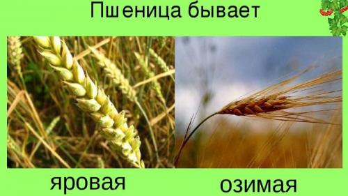 Озимые и яровые отличия. Отличия озимой и яровой пшеницы: чем отличаются и какая лучше, как отличить визуально, какая между ними разница – tehnoyug.com