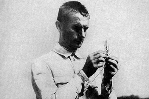 Феномен Лысенко. Маг гороховый. Как Трофим Лысенко колдовал над растениями