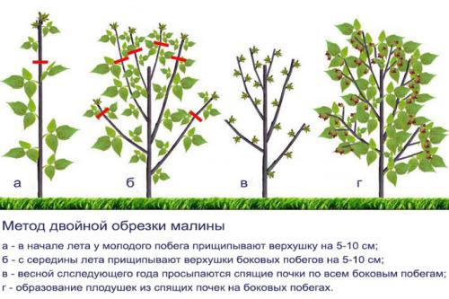 Какие удобрения лучше использовать для малины весной