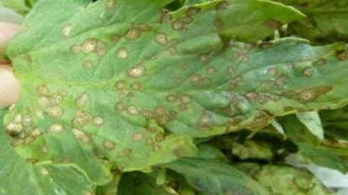 Как узнать, что малина испорчена. Грибковые заболевания малины