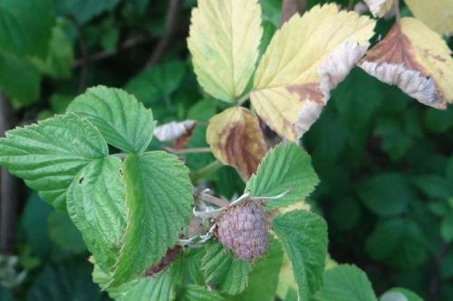 Какие факторы могут привести к повреждению малины весной. Болезни листьев малины: описания с фото, лечение