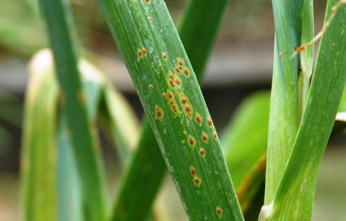 Почему сохнет чеснок на грядке. Почему желтеют перья чеснока в открытом грунте: причины