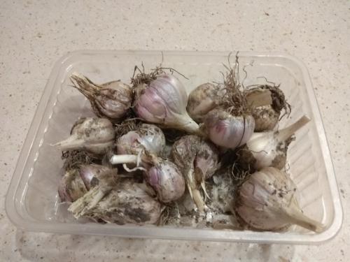 Почему сохнет чеснок при хранении. Почему сохнут головки чеснока при хранении