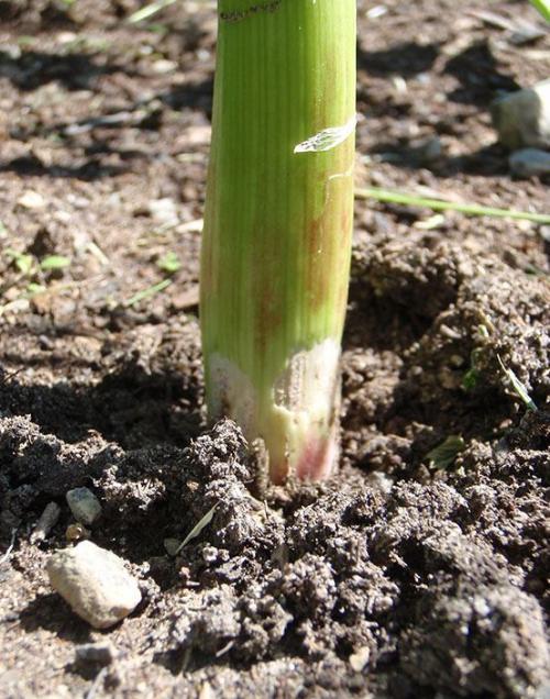 Почему желтеют зубчики чеснока при хранении. Причины усыхания чеснока при хранении 13 Почему желтеют зубчики чеснока при хранении. Причины усыхания чеснока при хранении 13