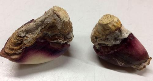 Почему желтеют зубчики чеснока при хранении. Причины усыхания чеснока при хранении 12 Почему желтеют зубчики чеснока при хранении. Причины усыхания чеснока при хранении 12